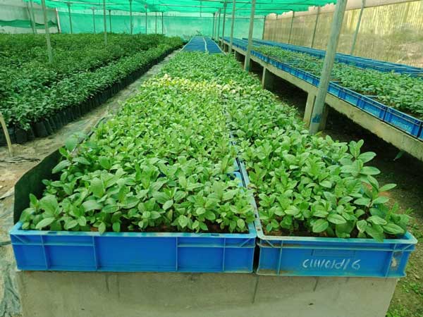 Propagation and production of quality planting material of horticulture crops